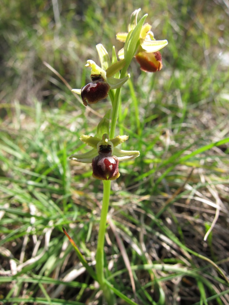 Ophrys sphegodes?